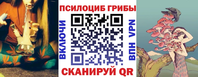 Купить закладки  Новоузенск  Псилоцибиновые грибы Psilocybe 